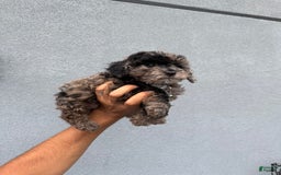 Toy Poodle dogs for sale: Pheonix Merle - Image 1