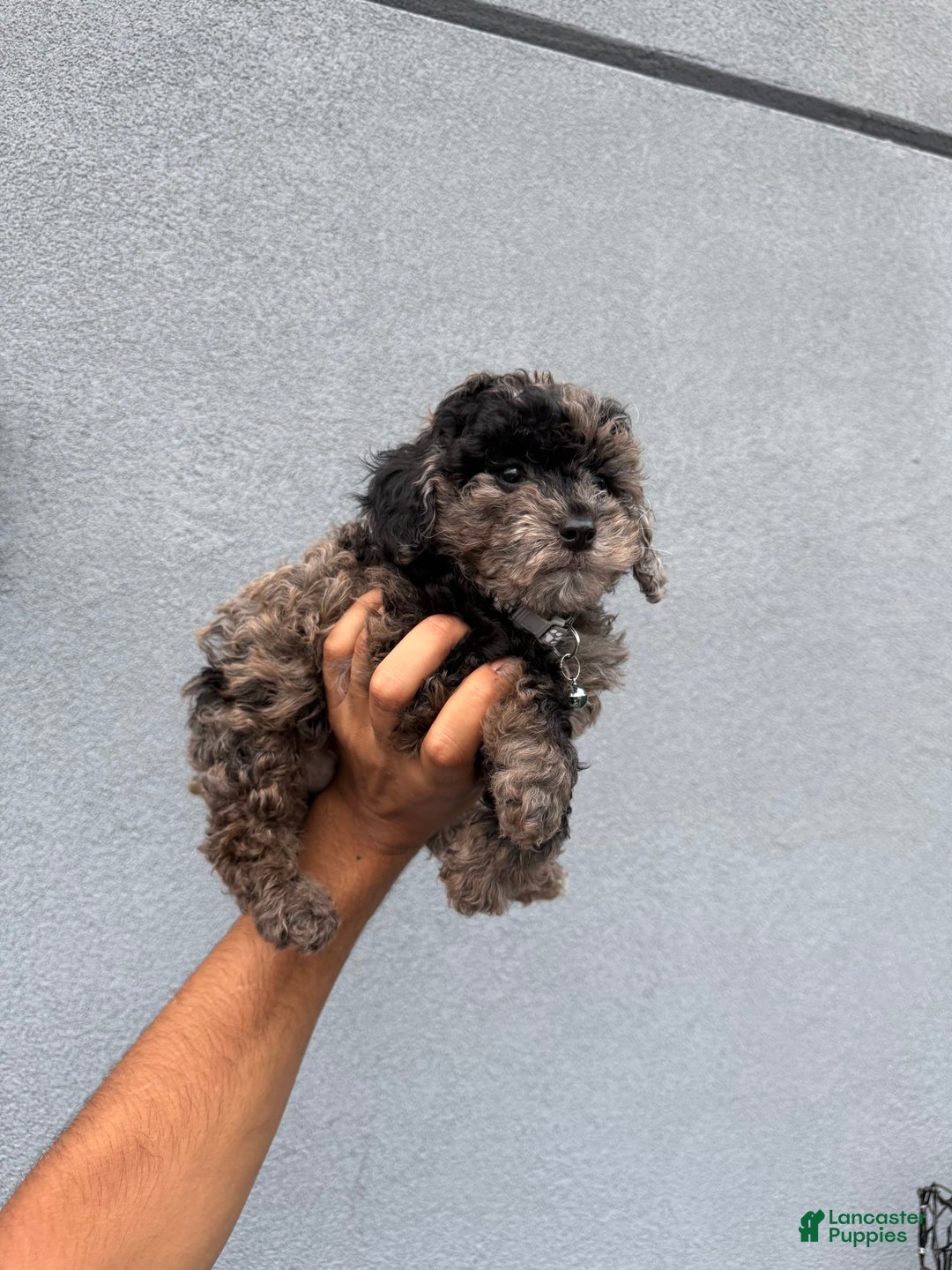 Toy Poodle dogs for sale: Pheonix Merle - Image 1
