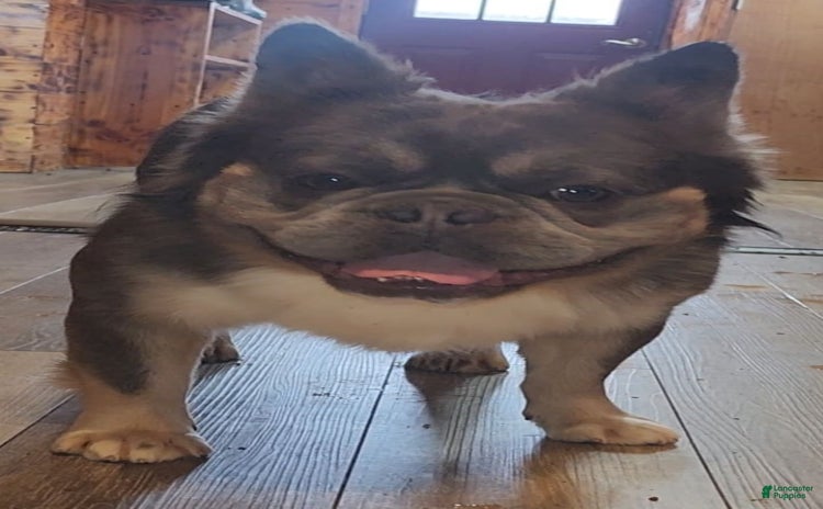 French Bulldog dogs for sale - Ad 3