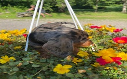 Dachshund dogs for sale: Coco - Image 5