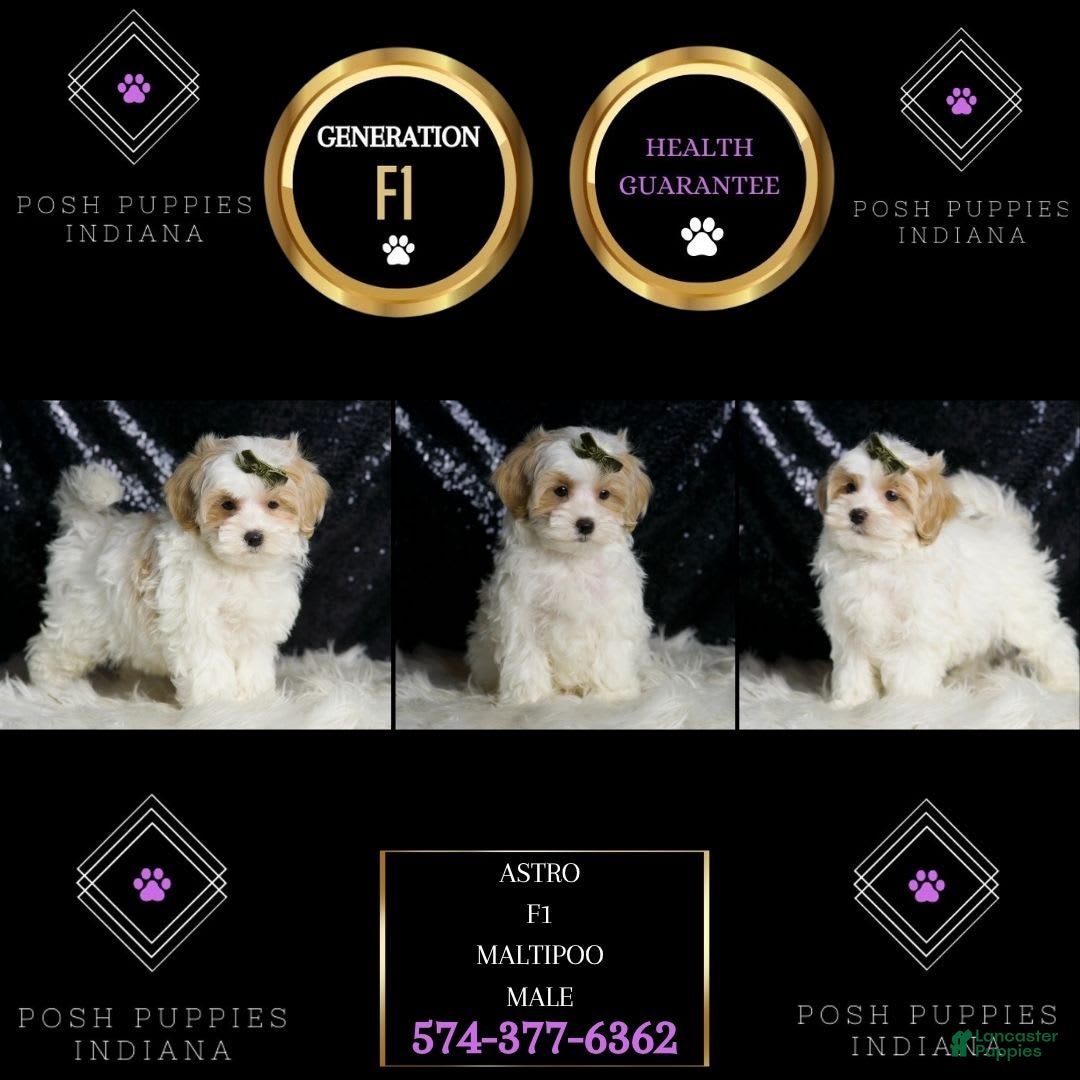Maltipoo dogs for sale: Astro - Image 6
