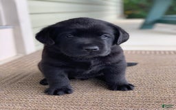 Labrador Retriever dogs for sale: Ruger - Image 4