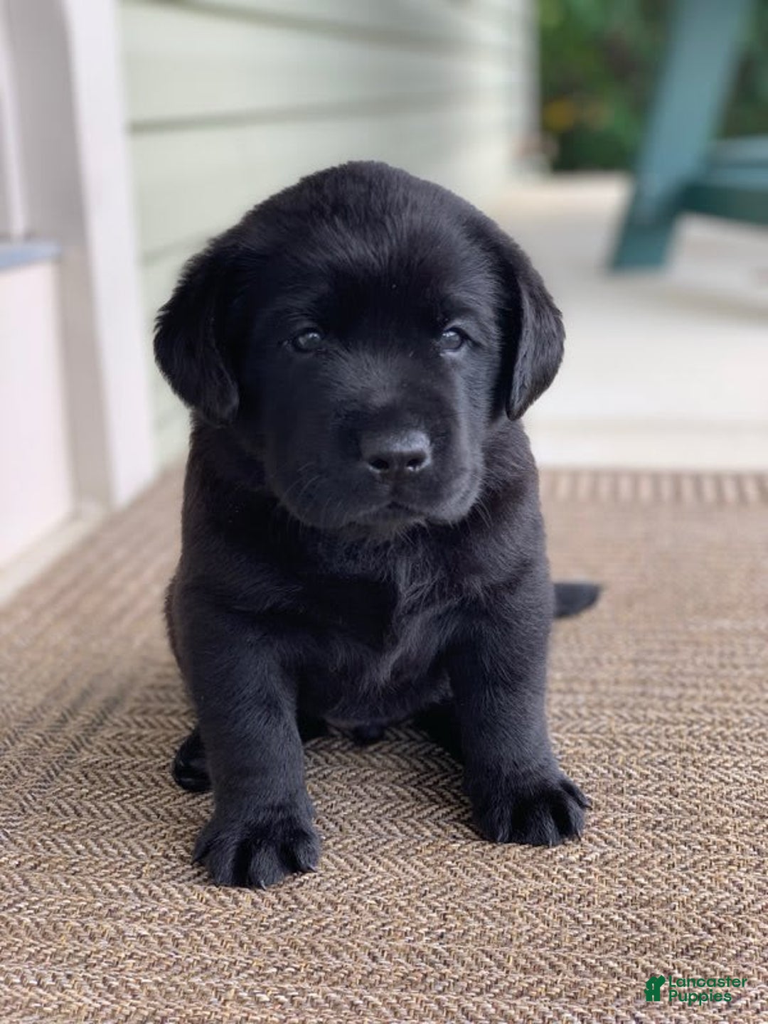 Labrador Retriever dogs for sale: Ruger - Image 4