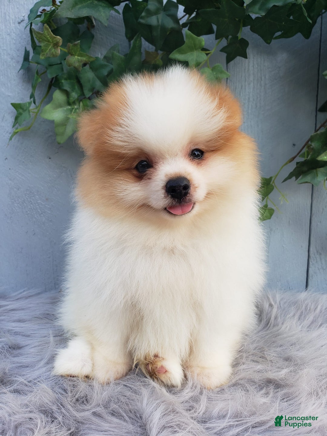 Pomeranian dogs for sale: Max - Image 6