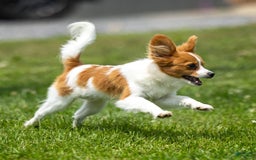 Papillon dogs for sale: Fraser - Image 4
