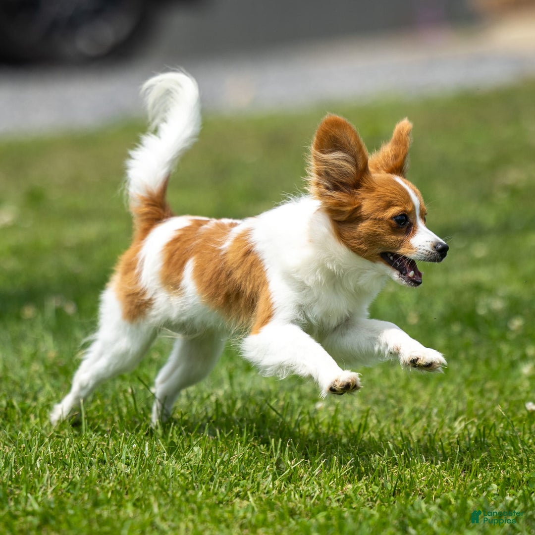 Papillon dogs for sale: Fraser - Image 4