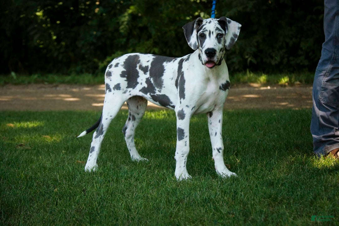Great Dane dogs for sale: Electra - Image 25