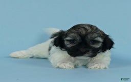 Havanese dogs for sale: Irvin - Image 1