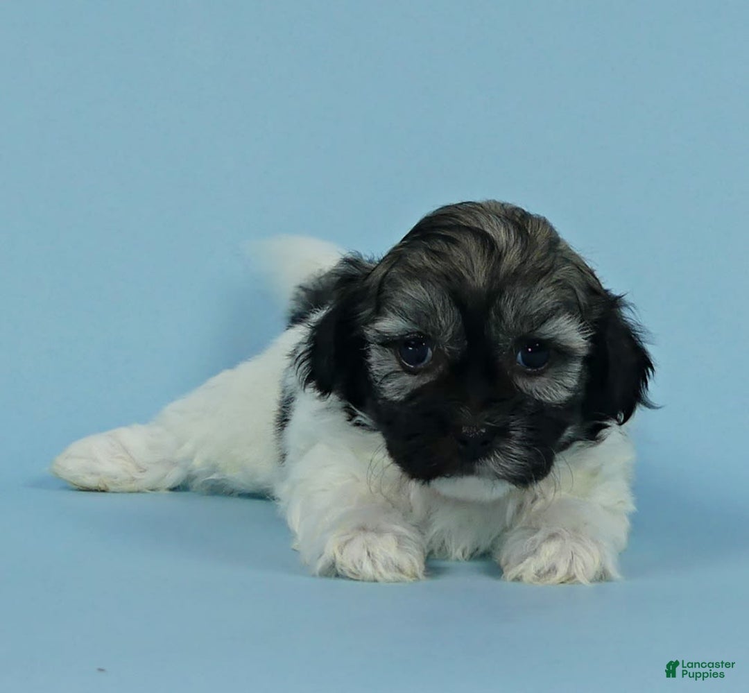 Havanese dogs for sale: Irvin - Image 1