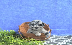 Mini Goldendoodle dogs for sale: Kash - Image 7