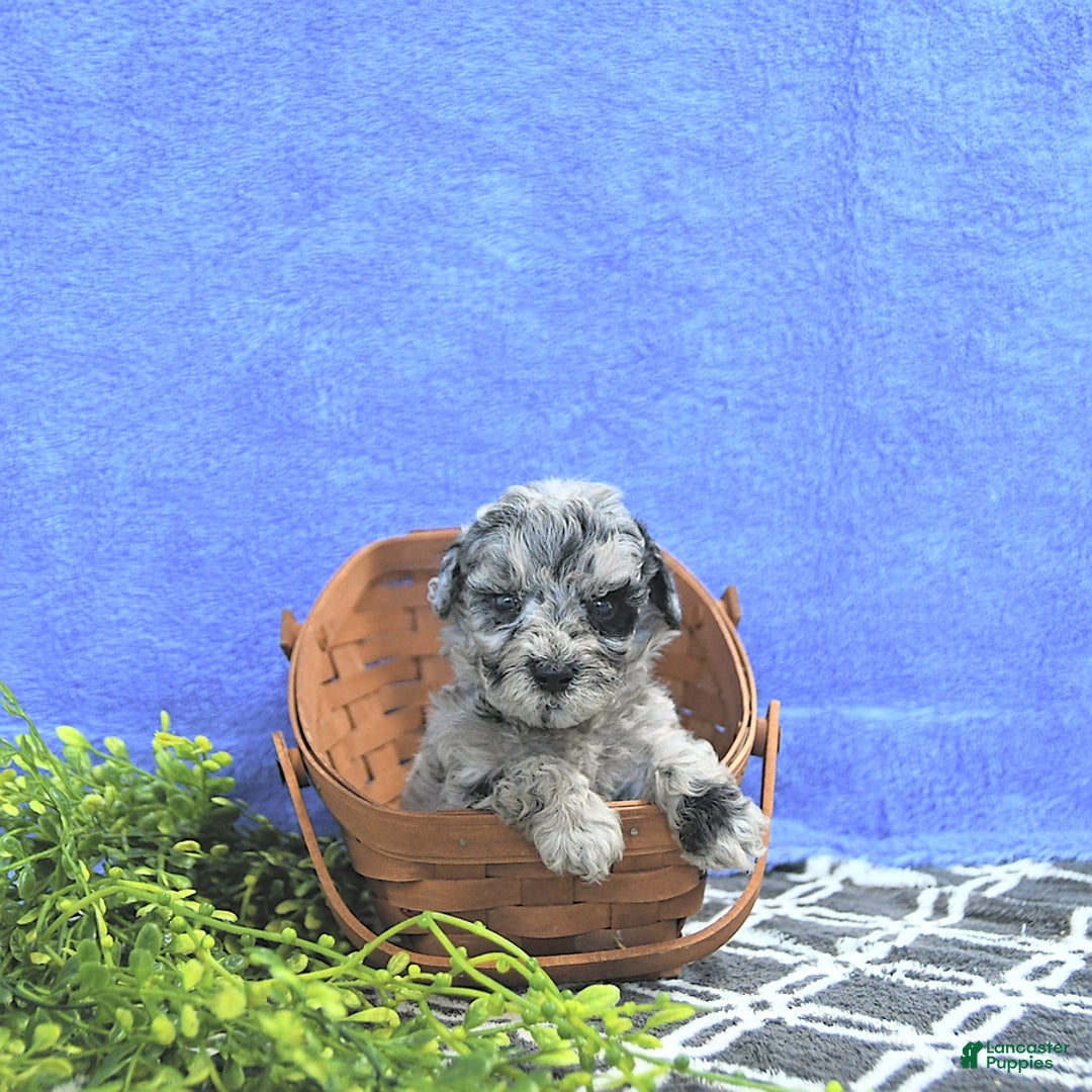 Mini Goldendoodle dogs for sale: Kash - Image 7