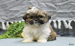 Shih Tzu dogs for sale: Laurel - Image 1