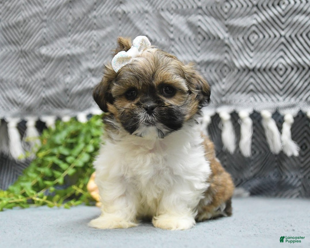 Shih Tzu dogs for sale: Laurel - Image 1