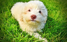 Havapoo dogs for sale: Valiant - Image 11