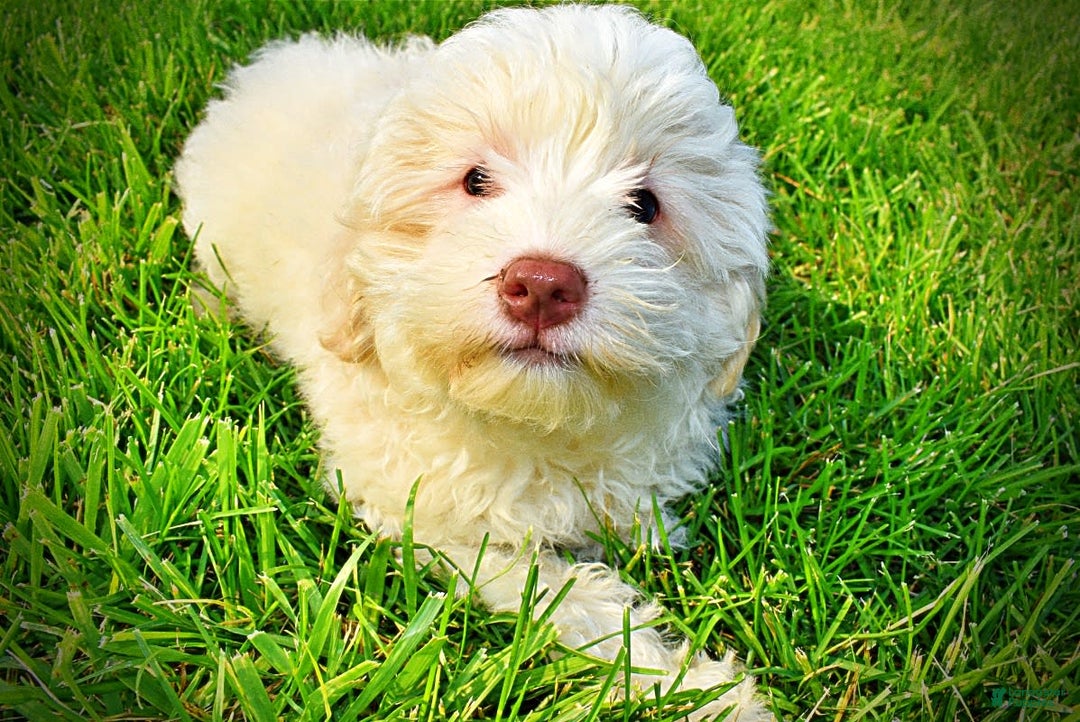 Havapoo dogs for sale: Valiant - Image 11