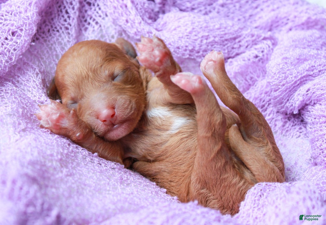 Cavapoo dogs for sale: Pennywhistle - Image 5