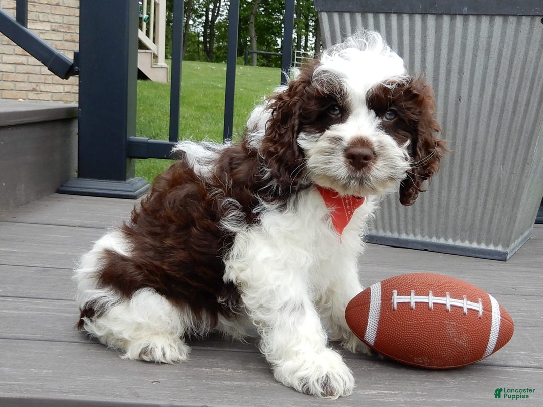 Cockapoo dogs for sale: Patches - Image 2