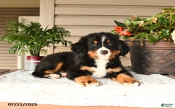 Bernese Mountain Dog dogs for sale: Buster - Image 7