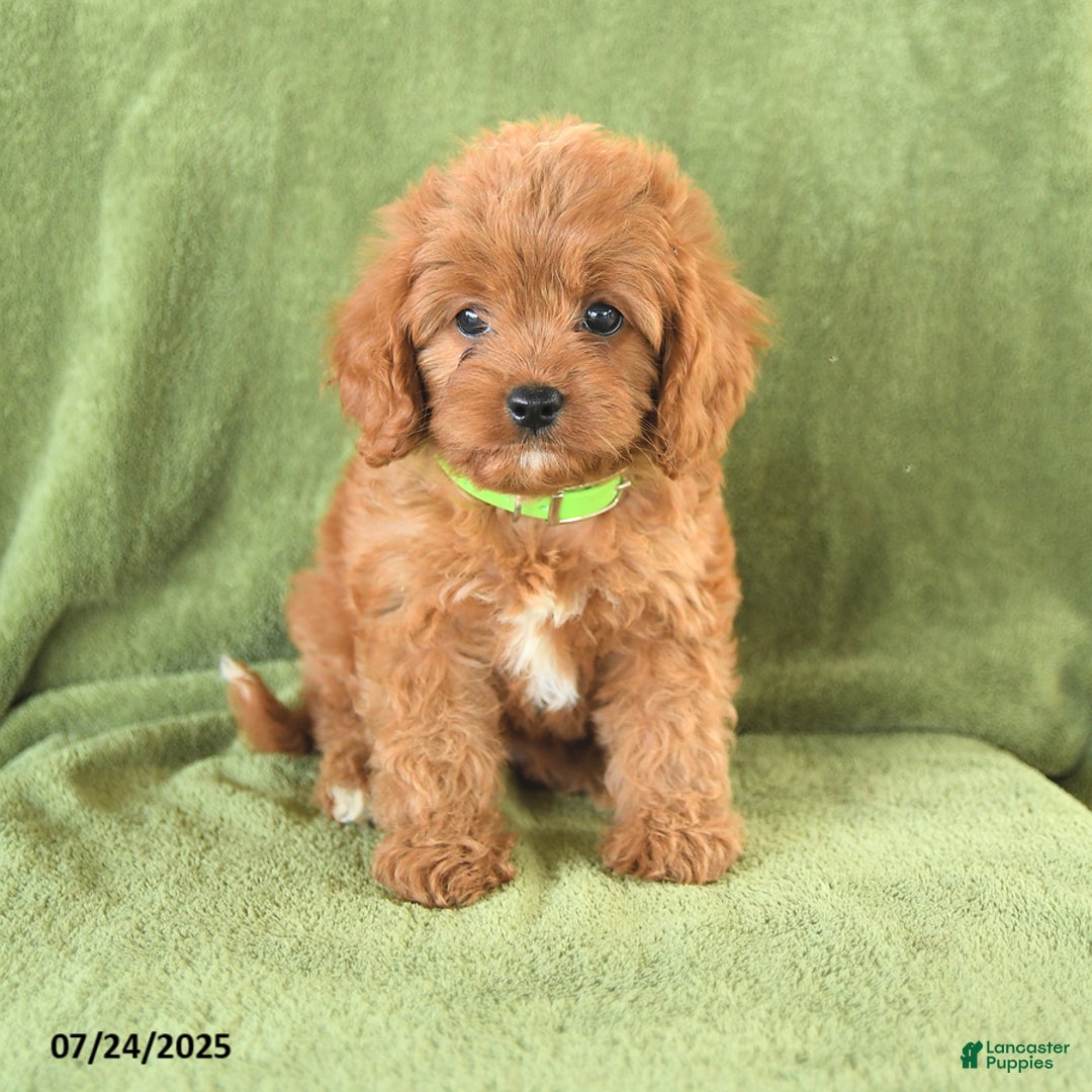 Cavapoo dogs for sale: Suzie - Image 2