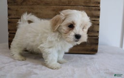 Teddy Bear dogs for sale: Karter - Image 10