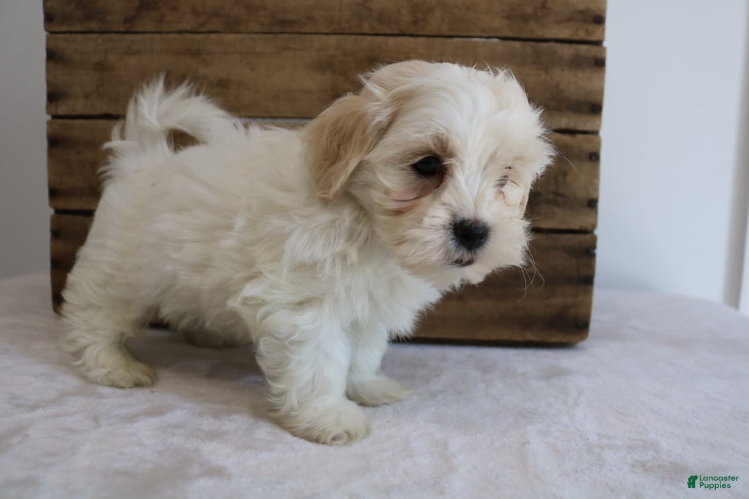 Teddy Bear dogs for sale: Karter - Image 10