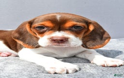 Beagle dogs for sale: Tabbi - Image 1