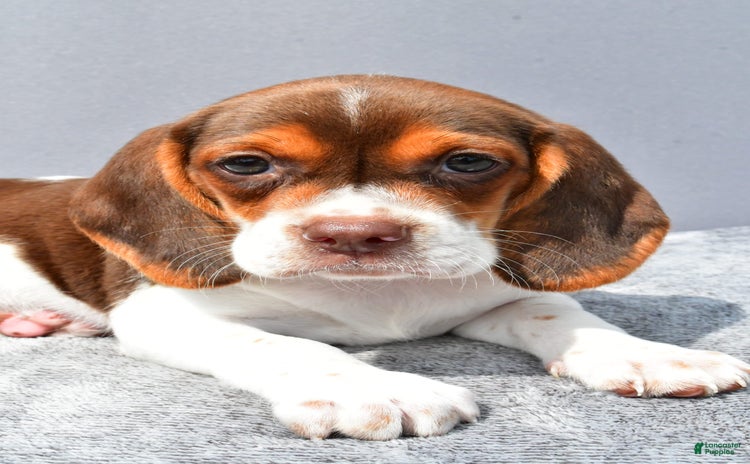 Beagle dogs for sale - Ad 5