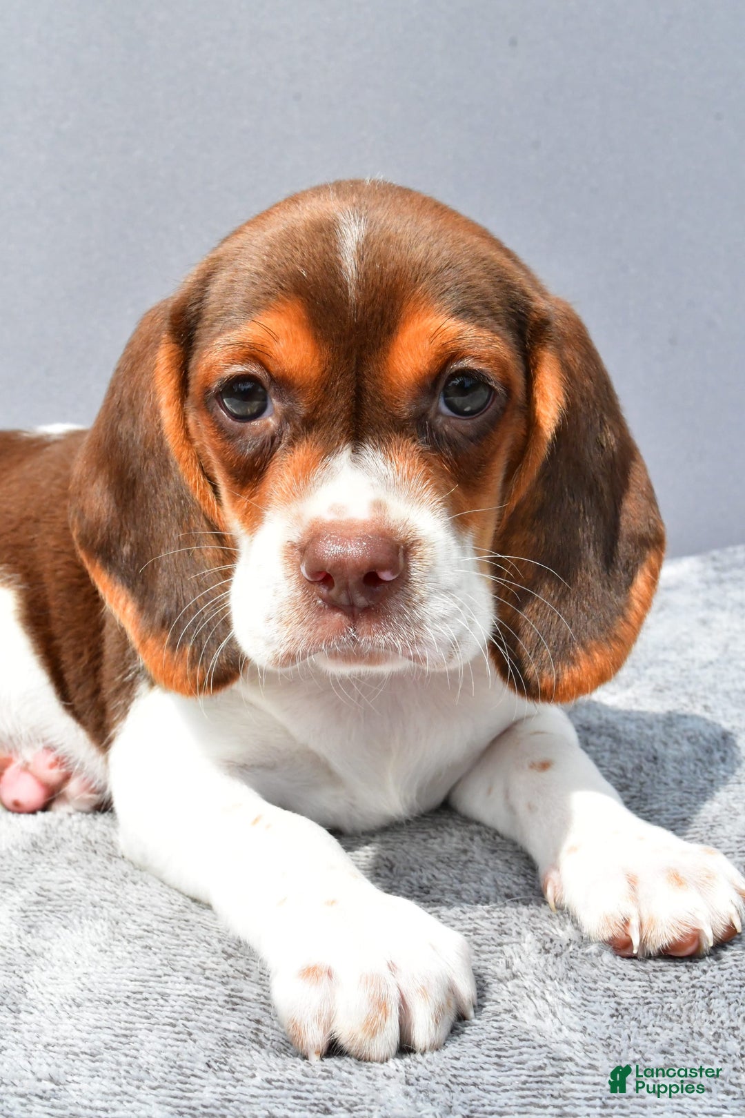 Beagle dogs for sale: Tabbi - Image 1