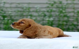 Cocker Spaniel dogs for sale: Turner - Image 6