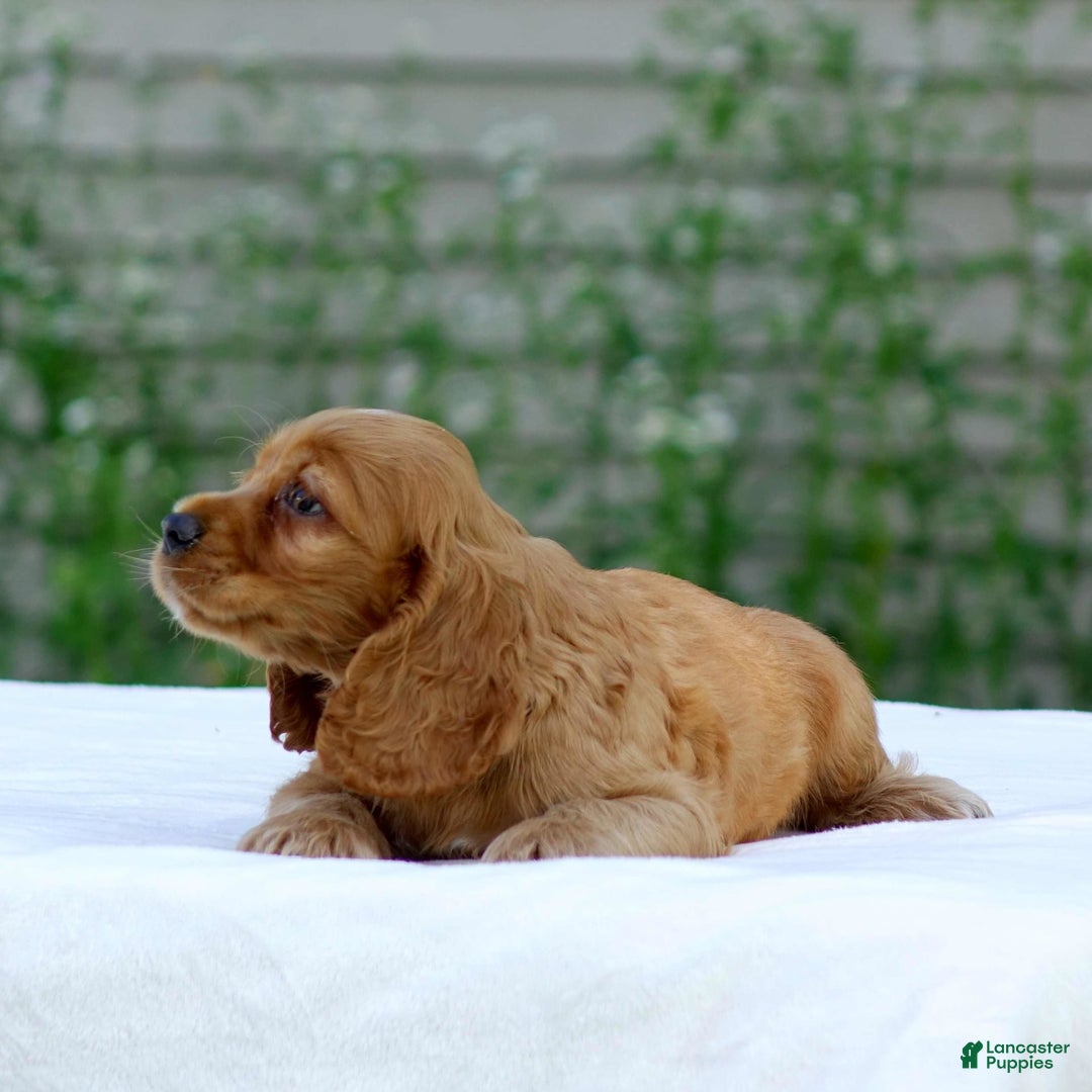 Cocker Spaniel dogs for sale: Turner - Image 6