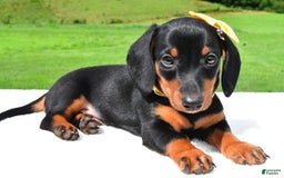 Miniature Dachshund dogs for sale: Harvey - Image 5