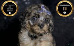 Maltipoo dogs for sale: Steele - Image 1