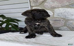 English Mastiff dogs for sale: Bella - Image 14