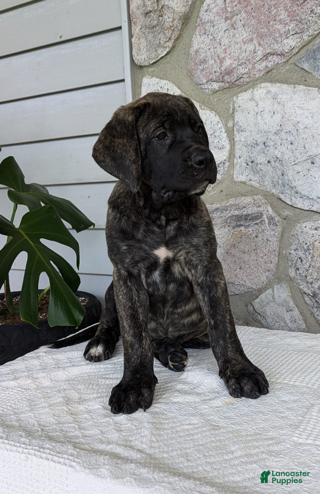 English Mastiff dogs for sale: Bella - Image 14