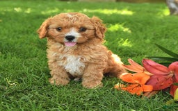 Cavapoo dogs for sale: Cuddles - Image 5