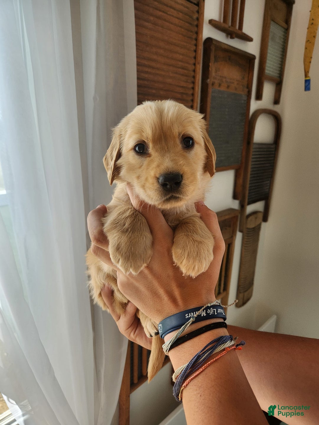 Golden Retriever dogs for sale: Miss Mint - Image 4