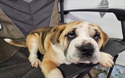 Puggle dogs for sale: Tammy - Image 2