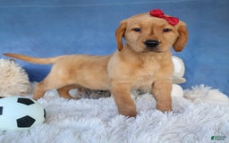 Labrador Retriever dogs for sale: Gus - Image 1