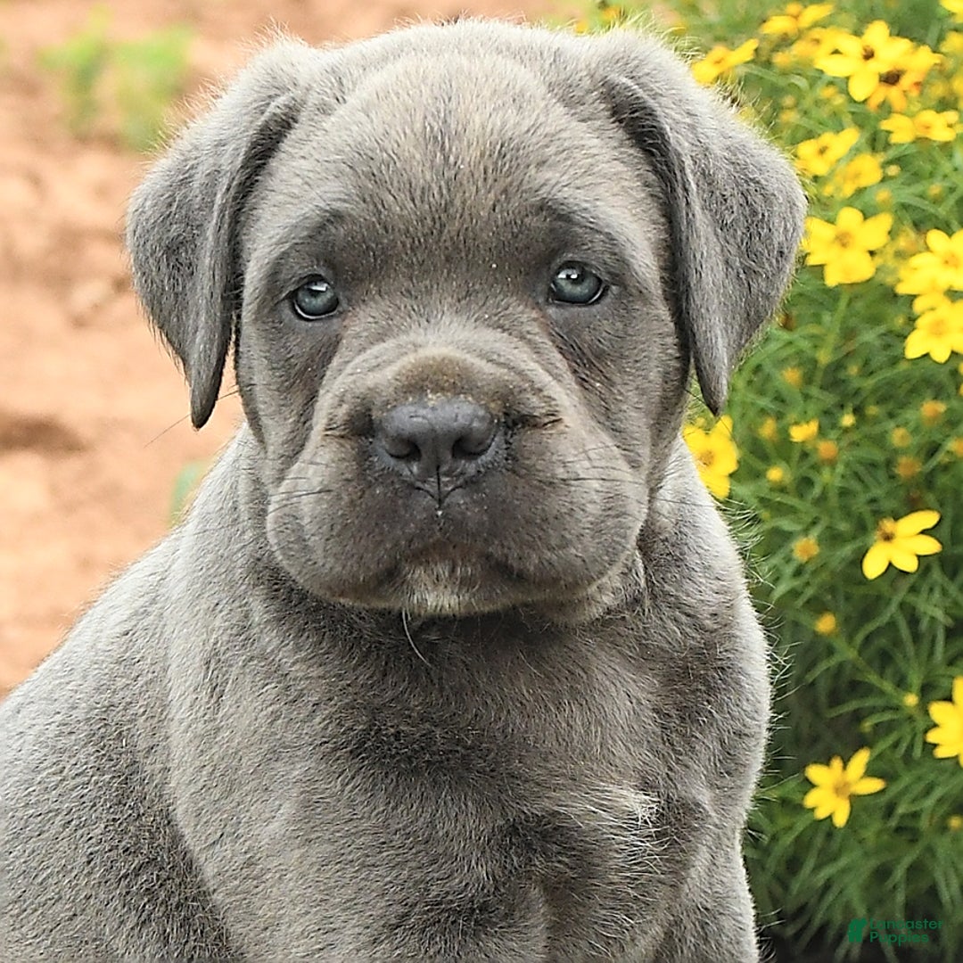 Cane Corso dogs for sale: Iris - Image 6