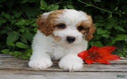 Cavapoo dogs for sale: Lenny - Image 2