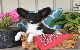 Papillon dogs for sale: Mitch - Image 17