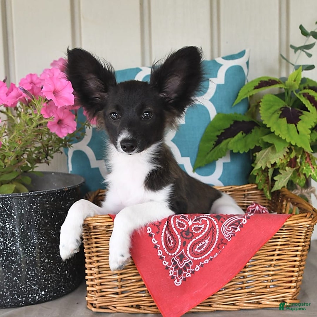 Papillon dogs for sale: Mitch - Image 17