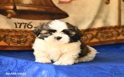 Shih Tzu dogs for sale: Shih Tzu 4 puppies - Image 3