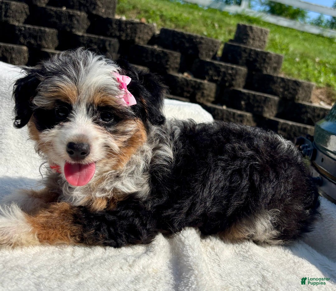 Australian Shepherd dogs for sale: Chloe Mini - Image 4