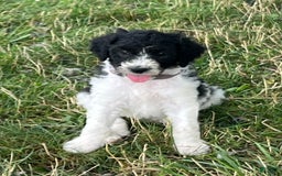 Standard Poodle dogs for sale: Moo Moo - Image 1