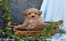 Havapoo dogs for sale: Benson - Image 2