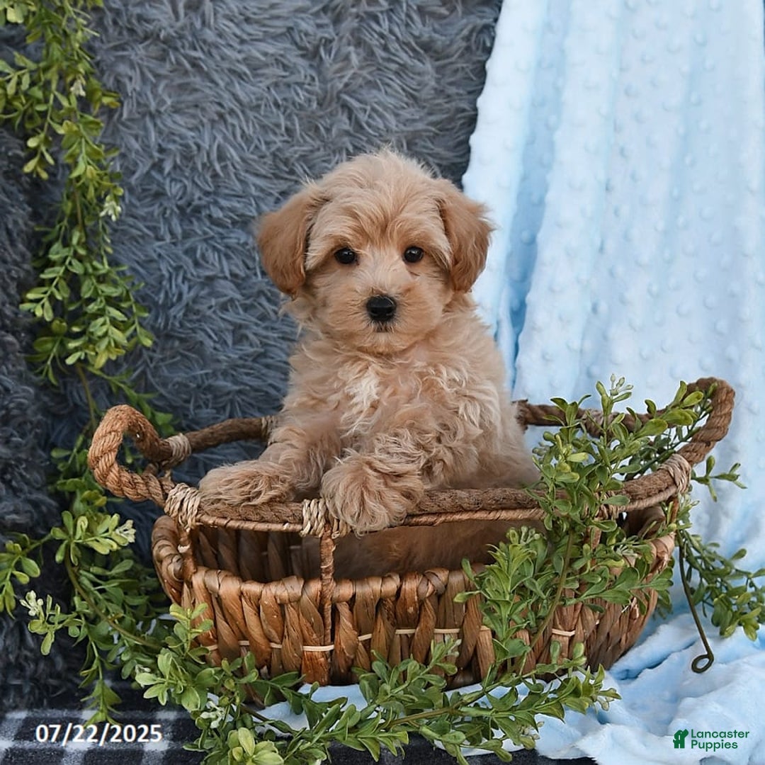 Havapoo dogs for sale: Benson - Image 2