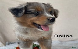 Australian Shepherd dogs for sale: Dallas - Image 5