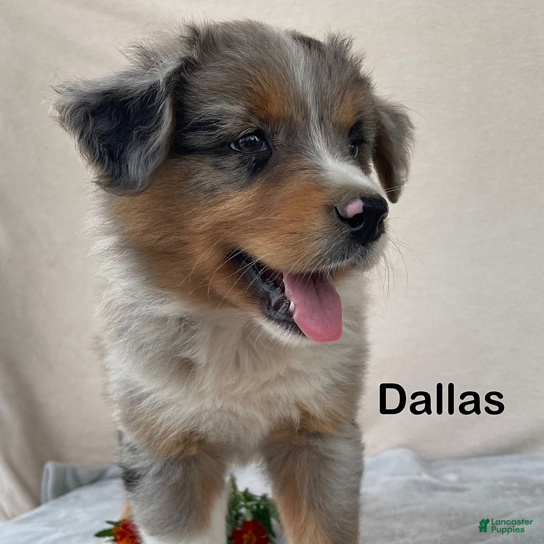 Australian Shepherd dogs for sale: Dallas - Image 5