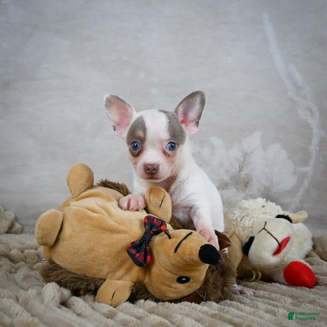 Chihuahua dogs for sale: Tyranus - Image 4